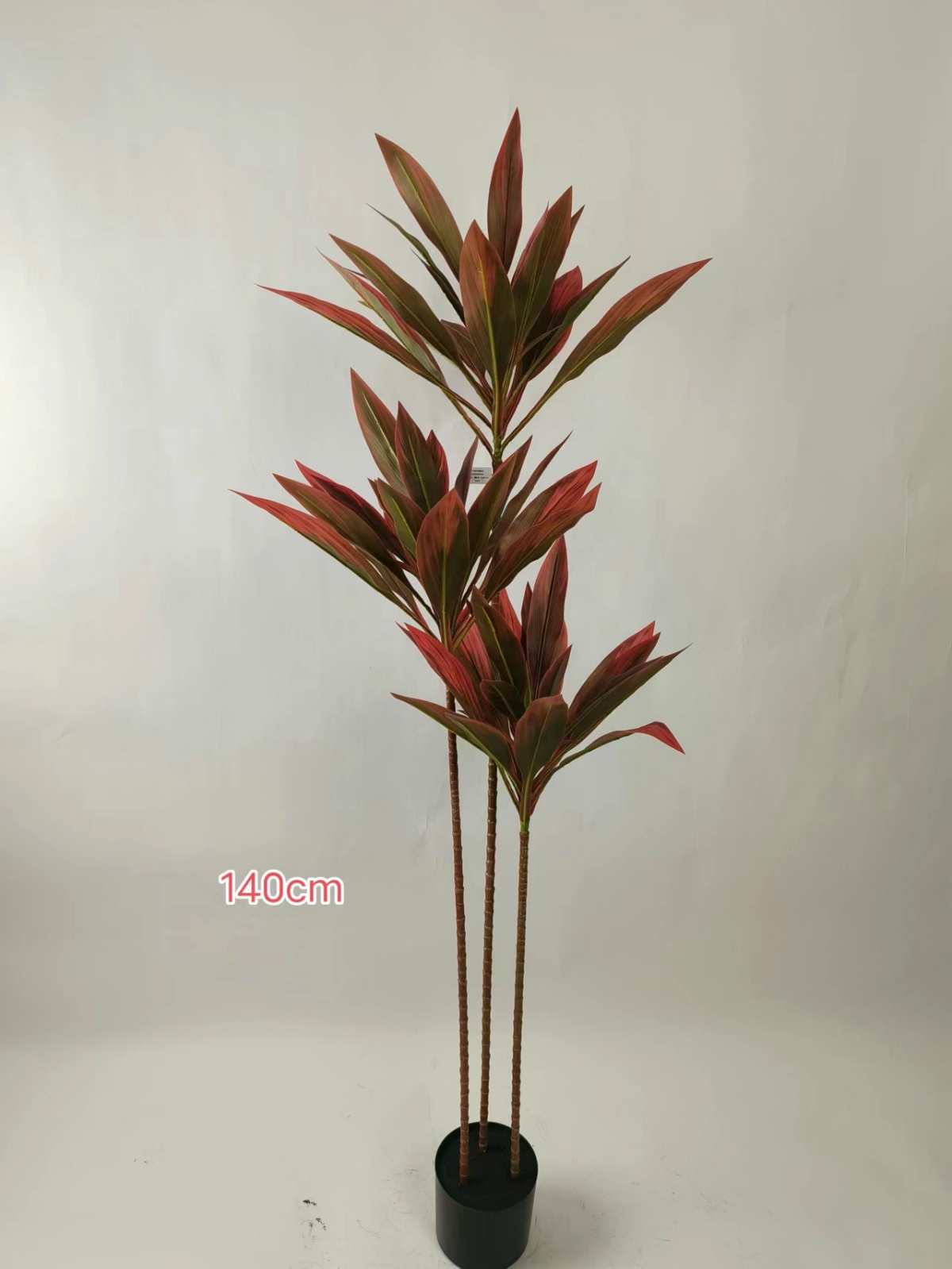 55" Calathea Orbifolia 3-Stem