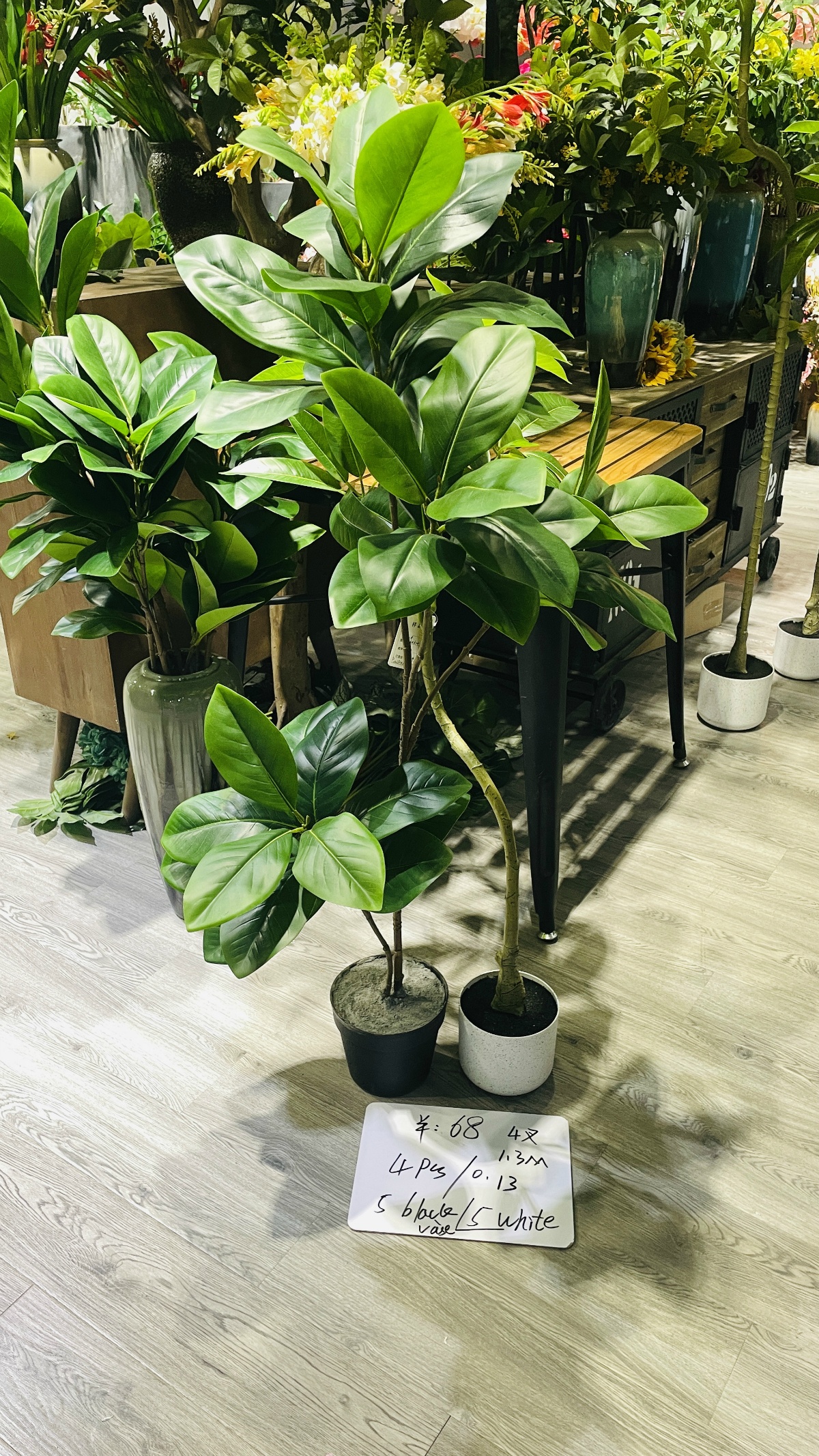 51" Four-Fork Magnolia Tree