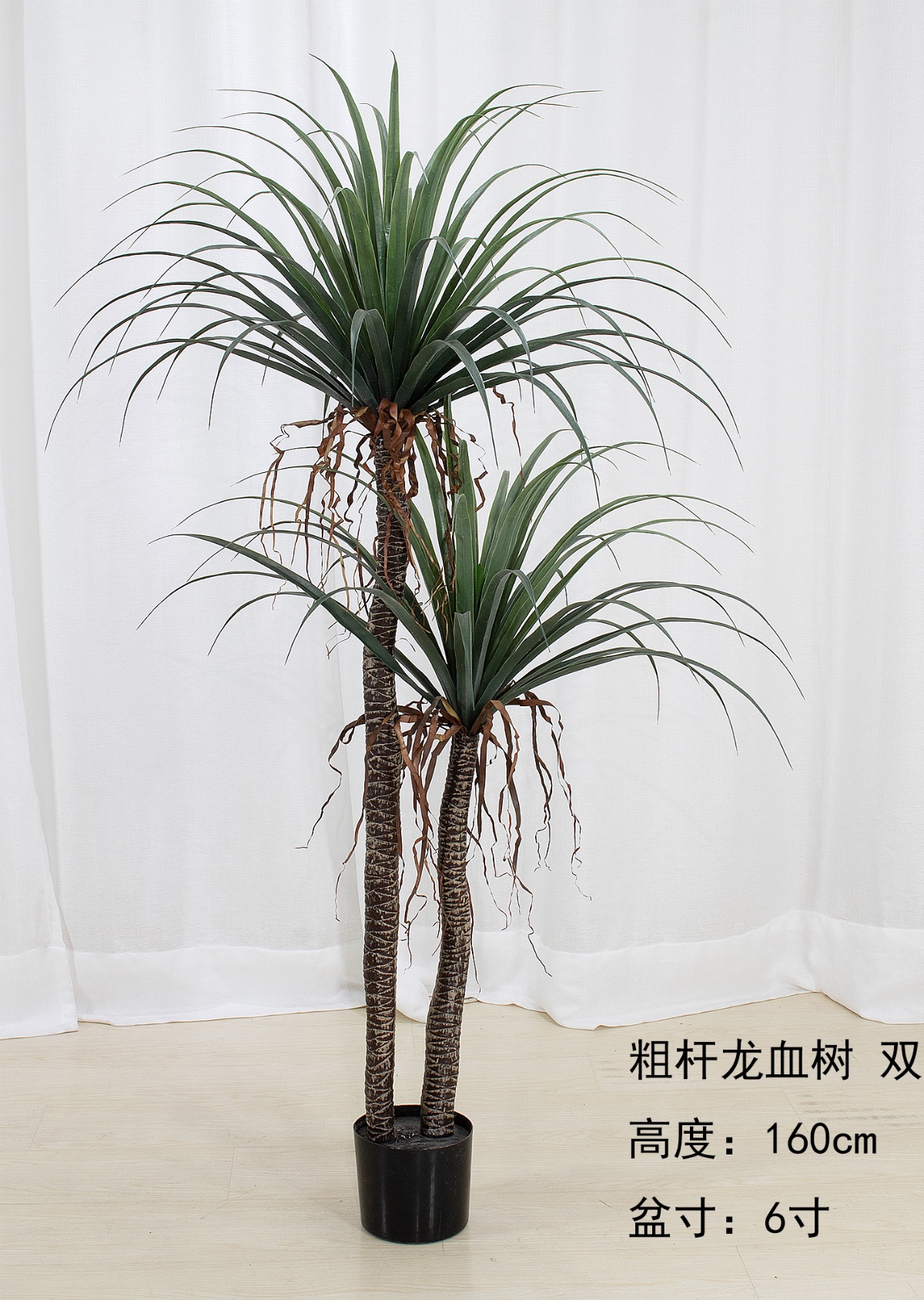 62" Dracaena Marginata 160cm 2-Stem