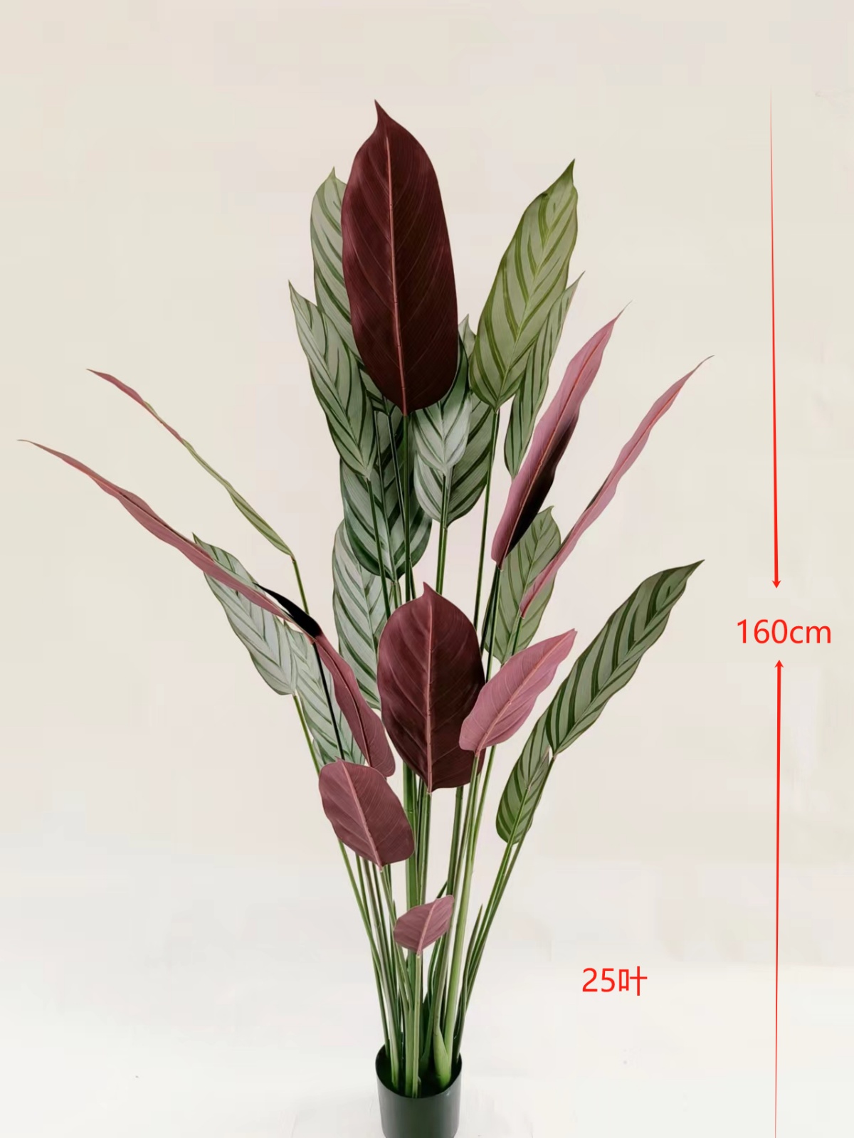 62" Calathea Orbifolia Real-Touch Bundle