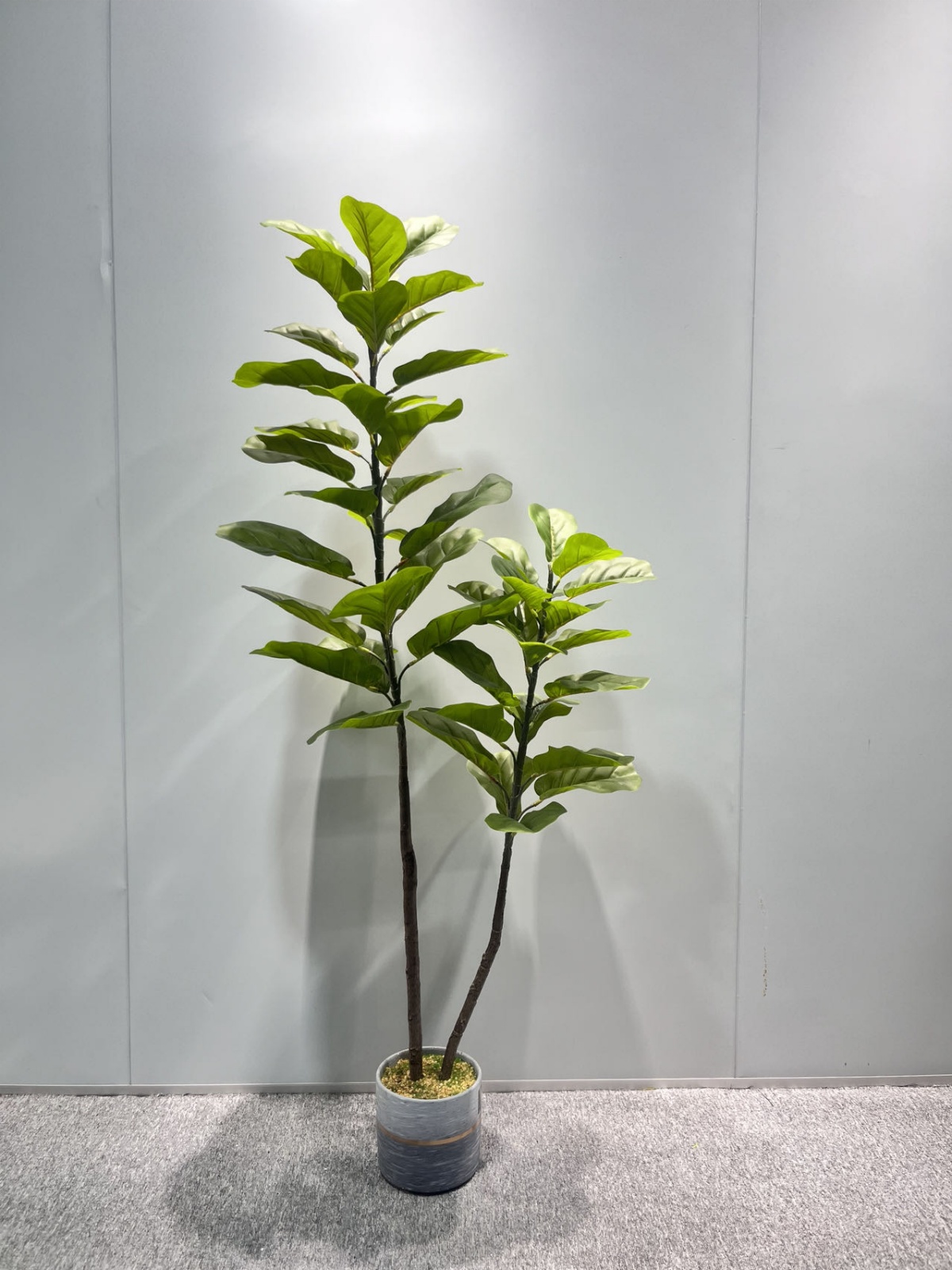 Ficus Lyrata Real-Touch 2-Cane