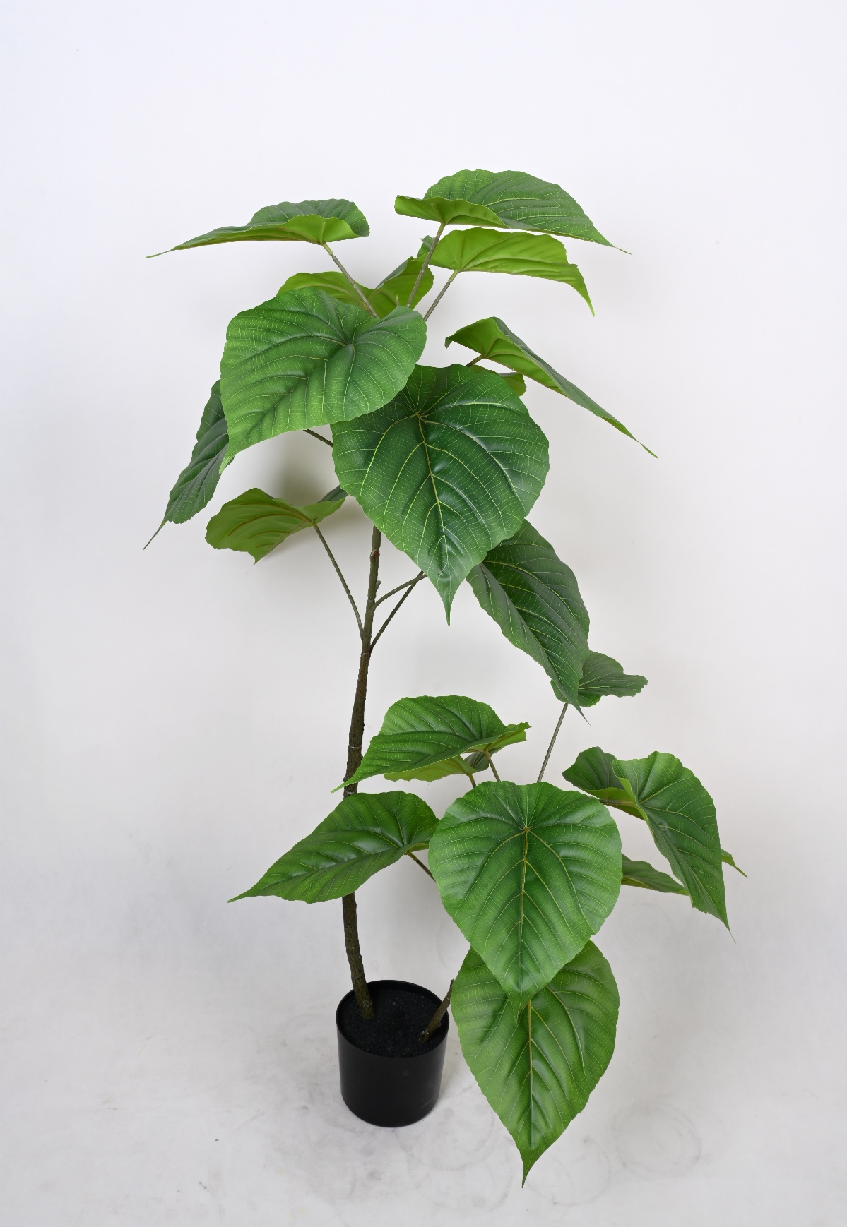 Two-Stem Ficus Lyrata 120cm