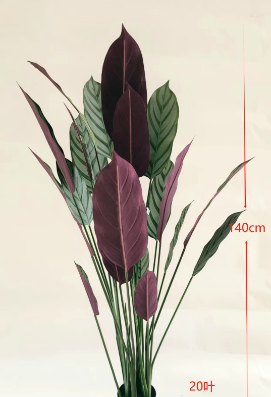 55" Calathea Orbifolia Real-Touch Bundle No Pot
