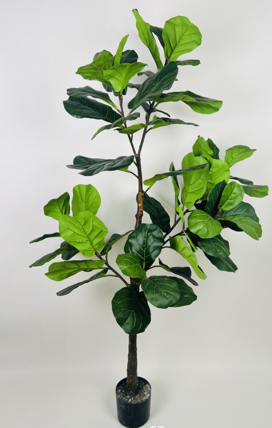 59" Ficus Lyrata A Style Bundle