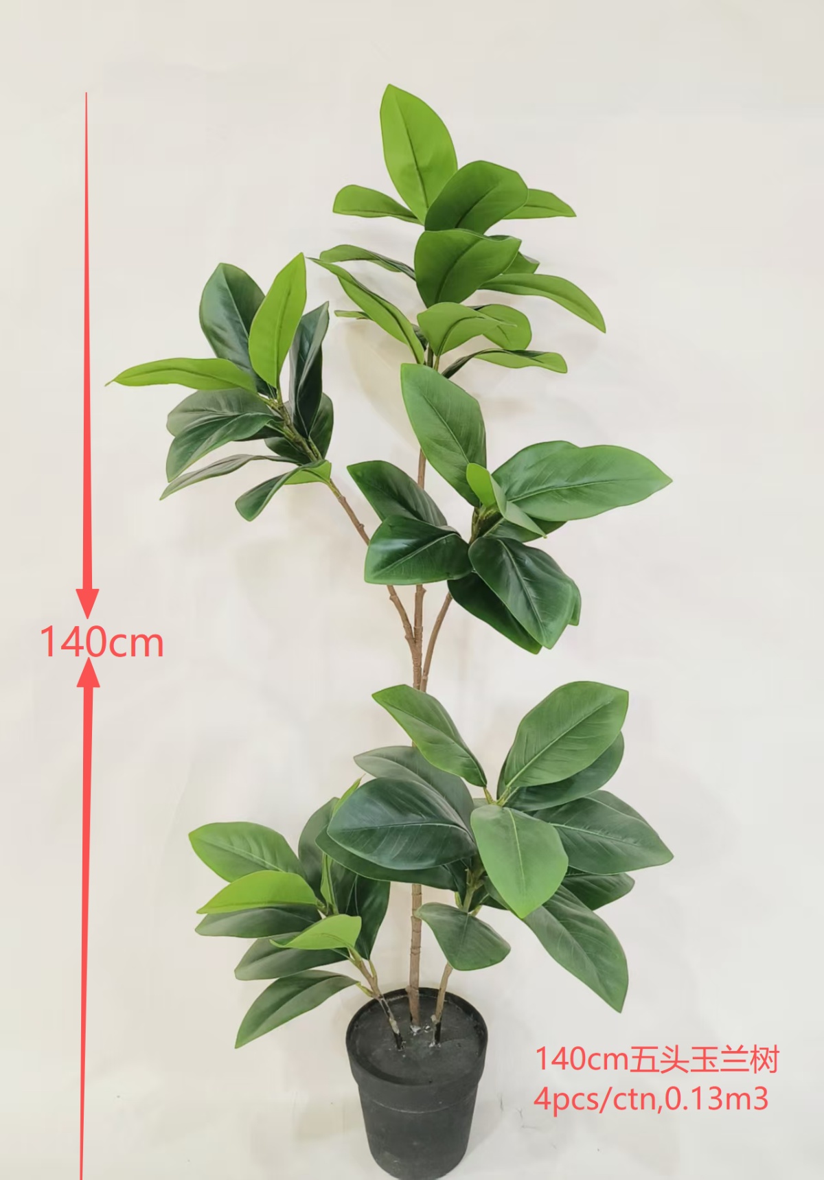 55" 5-Fork Magnolia Tree