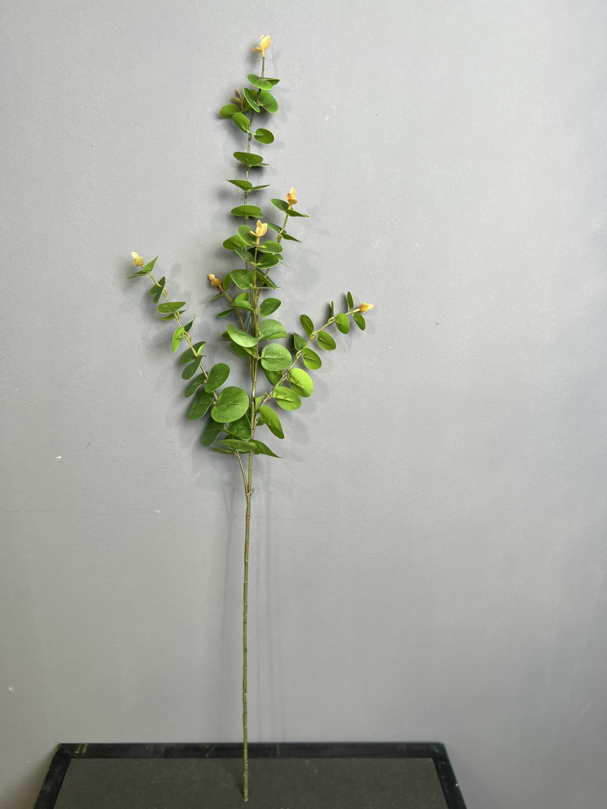 29" Single-Stem Eucalyptus