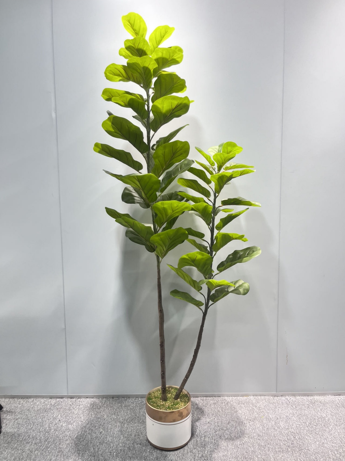 Two-Stem Ficus Lyrata 3D 180cm